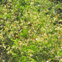 Combretum albidum G.DonRoxb. ex G.Don